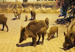 Didim'de aç kalan yaban domuzları şehre indi, o anlar kamerada