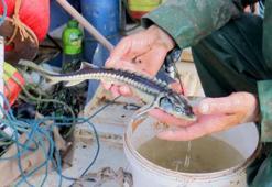 Ordu'da balıkçılar, ağlarına takılan mersin balığını korumak için denize salıyor
