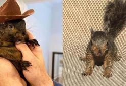 ABD’de yetkililer tarafından el konulan fenomen sincap ‘Peanut’ için imza kampanyası başlatıldı