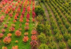 Bursa’daki meyve bahçeleri, sonbahar renklerine büründü