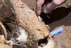 Çin’de 100 bin yıllık panda fosilleri bulundu