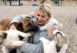 Hasta köpeklerin Ankara'ya taşınması davasında, araç bilirkişi tarafından incelenecek