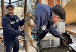 Yaralı tilki fabrikaya sığındı