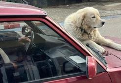 4 yıl önce sahiplendiği ‘Binnaz’ı, otomobilin üzerinde gezdiriyor