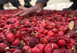 Bayburt'ta kuşburnu hasadı başladı