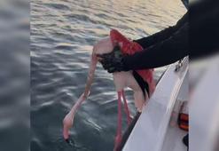 Üzerine misina dolanan flamingoyu balıkçılar kurtardı