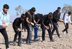 Tarım Lisesi öğretmen ve öğrencileri, 850 dönüm araziyi köylülerle imece usulü ekti