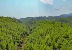 Milli Ağaçlandırma Günü'nde Orta Doğu'daki insanlık dramına dikkat çekilecek