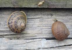 Dünyadaki salyangoz üretiminin yüzde 70'i Türkiye'de