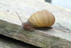 Dünyadaki salyangoz üretiminin yüzde 70'i Türkiye'de