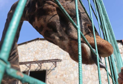 Türkiye’nin en büyük hayvanat bahçesinde kış hazırlığı