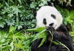 Belçika hayvanat bahçesi ziyaretçileri pandalara veda etti