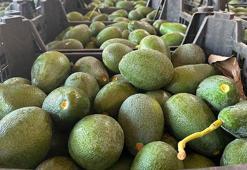 Avokado fiyatı arttı; üretici hırsızlık olaylarından endişeli