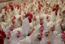 Eskişehir’de karantinaya alınan mahallede 200 kanatlı hayvan itlaf edildi