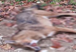 Ormanda öldürülen hayvanların çakal olduğu belirlendi