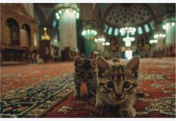 Sarp Kerem Yavuz imzalı ‘Topkapı’nın Kedileri’ Trendyol Sanat’ta