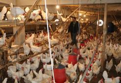 Hobi amaçlı 10 tavuk aldı, 3 yılda hayvan sayısını bine çıkarıp organik yumurta üreticisi oldu