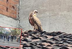Çatıya konan akbabayı görüntülemek için yarıştılar
