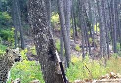 Bakan Yumaklı: Anadolu Parsı fotokapana böyle yakalandı