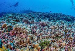 Dünyanın en büyük mercanı bulundu