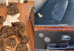 ABD’de ayı kostümüyle sigorta dolandırıcılığından 4 kişi gözaltına alındı