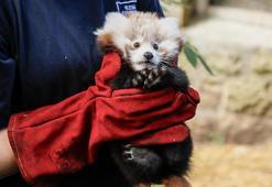 İskoçya’da havai fişek sesinden korkan ‘kırmızı panda’ yavrusu hayatını kaybetti