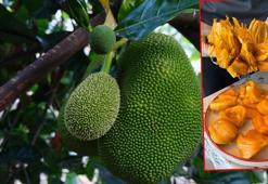 5 yıl önce Vietnam'dan getirttiği jackfruit meyvesini Türkiye'de yetiştirmeyi başardı
