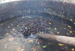 Doğada kendiliğinden yetişiyor, yağı 400 liraya satılıyor