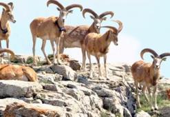 Koyunun Anadolu'da evcilleştirildiğini gösteren çalışma