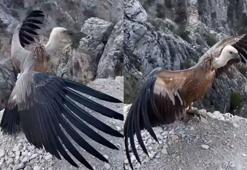 Bakanlık, kızıl akbabanın tedavi sürecini ve doğaya bırakılışının videosunu paylaştı