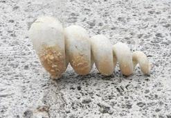 Bağcılar'da 10 milyon yıllık deniz minaresi fosili bulundu; ‘Depreme karşı en zayıf bölgeyi gösteriyor’