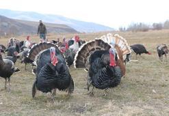 Hakkari'de yılbaşı öncesi hindiler satışa çıktı; fiyatı 4 bin lirayı buluyor