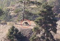 Doğa yürüyüşünde bozayıyla karşılaştılar