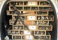 Yurt dışına kaçırılmaya çalışılan 6 bin 500 saka kuşu ele geçirildi