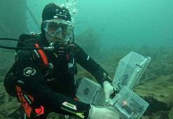 Çanakkale'de tarihi batığa 400 ıstakoz yavrusu salındı