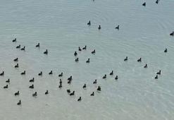 Küresel ısınma ile sayıları azalan sakarmeke avına Tunceli’de dronlu tespit