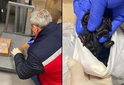 Rus yolcuların valizinden 5 bin adet sülük çıktı