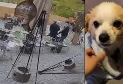 Avcılar’da kafede pitbull dehşeti kamerada