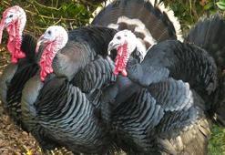 Ankara'da ‘hindi çiftliği’ kurma vaadiyle 50 milyon liralık dolandırıcılık