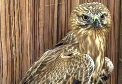 Yaralı bulduğu kızıl şahini ekiplere teslim etti