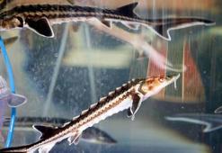 Akdeniz'de yetiştirilip, Karadeniz'e bırakılan 20 bin mersin balığı çiple izleniyor