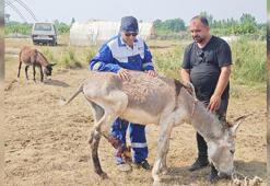 Ölüme terk edilen yaralı eşeği tedavi ettirip, yeniden yürümesini sağladı