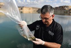 Batman’daki balık ölümlerinin nedeni ‘nitrit zehirlenmesi’ çıktı