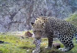 Türkiye'de 10 Anadolu parsı görüntülendi; hepsi erkek