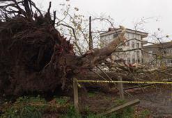 Samsun’da şiddetli rüzgarda 600 yıllık çınar ağacı devrildi