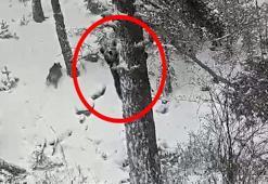 Karla kaplı ormanda ayı ve yavrusu kamerada