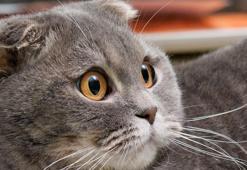 Hollanda Scottish ve Sphynx cinsi kedilerin sahiplenilmesini yasakladı