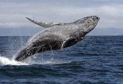 Yeni Zelanda’da 30’dan fazla karaya vurmuş balina kurtarıldı