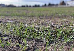 Prof. Dr. Kaya: Trakya'da bu kış da kar görmezsek, kuraklıktan son derece zarar göreceğiz