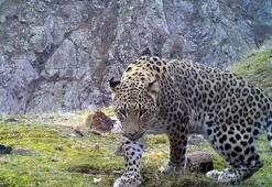 Anadolu parsının DNA'sı için yeni proje